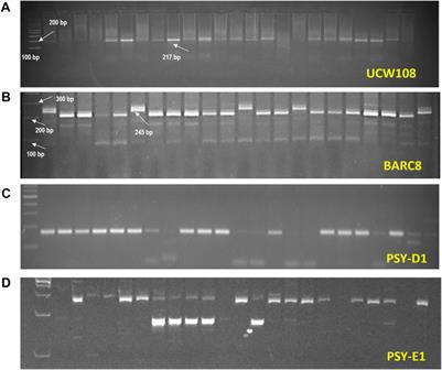 Combining high carotenoid, grain protein content and rust resistance in wheat for food and nutritional security